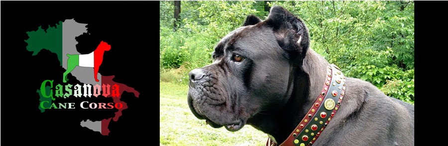 Casanova Cane Corso Temperament Health Conformation Home